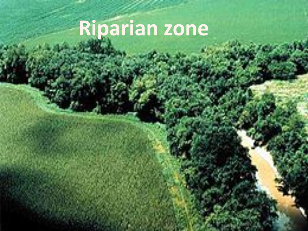 Riparian zone